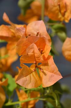Great bougainvillea orange flowers - Latin name - Bougainvillea spectabilis