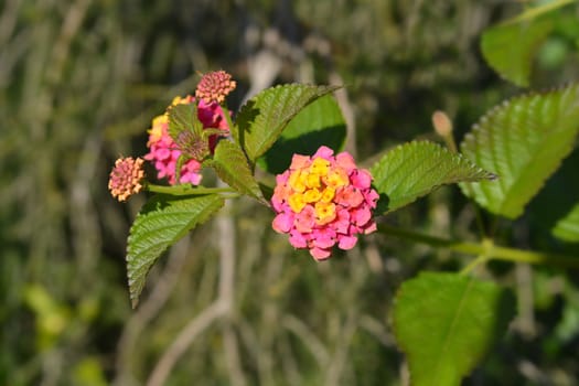 Pink and yellow shrub verbena flower - Latin name - Lantana camara