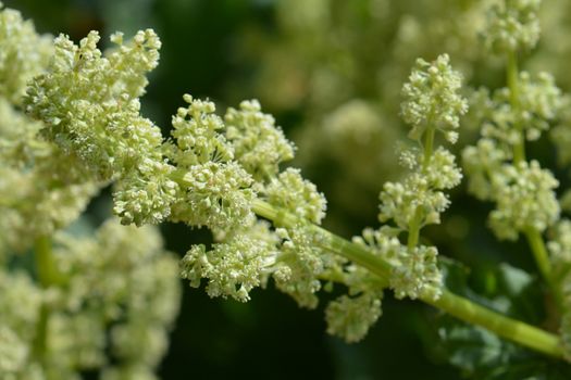 Rhubarb pale yellow flower - Latin name - Rheum rhabarbarum