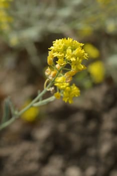 Endemic yellow flower from Italy and Croatia - Latin name - Aurinia sinuata