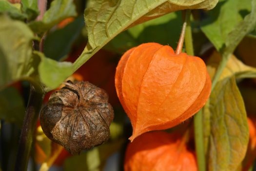 Bladder cherry - Latin name - Physalis alkekengi