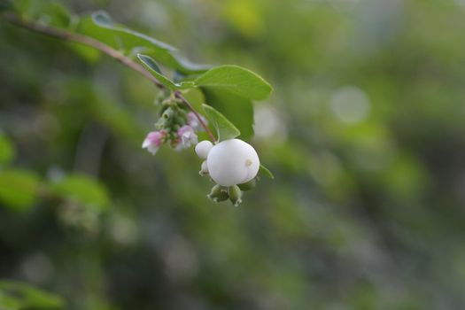 Coralberry flowers and berries - Latin name - Symphoricarpos orbiculatus