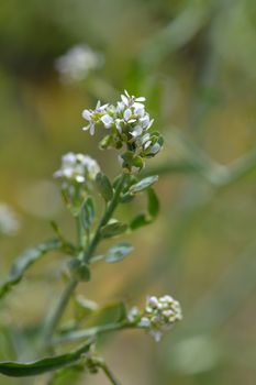 Garden cress - Latin name - Lepidium sativum