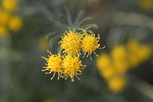 European goldilocks yellow flower - Latin name - Galatella linosyris (Aster linosyris)