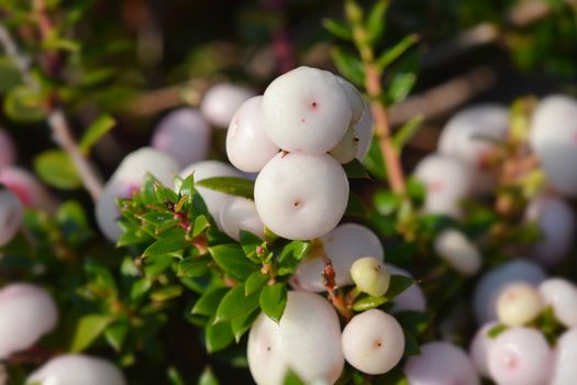 Prickly heath white berries - Latin name - Gaultheria mucronata (Pernettya mucronata)