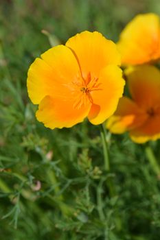 Close up of a golden poppy flower - Latin name Eschscholzia californica