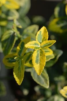 Spindle Emerald n Gold - Latin name - Euonymus fortunei Emerald n Gold