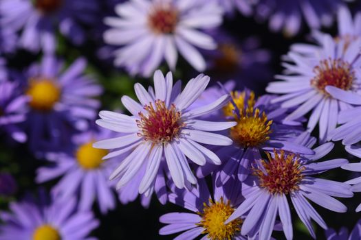 Aster Professor Kippenberg - Latin name - Aster dumosus Professor Kippenberg