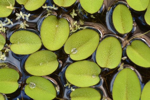 Giant salvinia - Latin name - Salvinia molesta