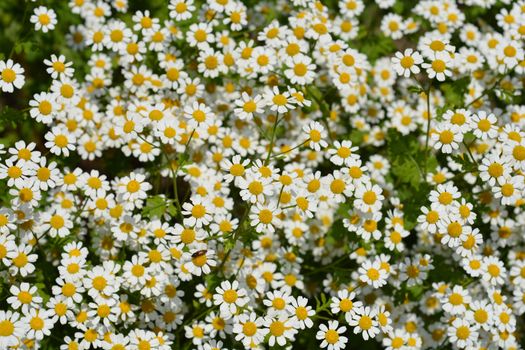 Golden Feverfew - Latin name - Tanacetum parthenium Aureum (Chrysanthemum parthenium Aureum)