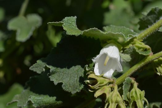 Woolly bellflower - Latin name - Campanula lanata