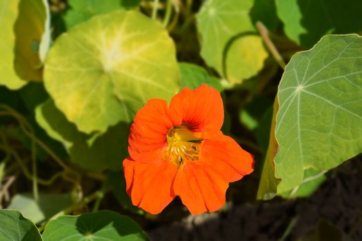 Garden nasturtium orange flower - Latin name - Tropaeolum majus