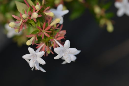 Glossy abelia - Latin name - Abelia x grandiflora