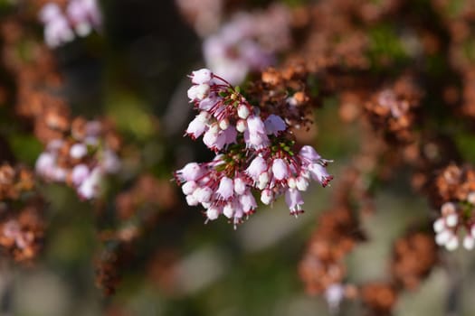 Autumn heather flowers - Latin name - Erica manipuliflora