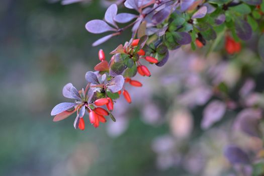 Purple Japanese Barberry - Latin name - Berberis thunbergii atropurpurea