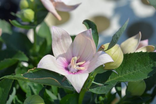 Pale pink Balloon flower - Latin name - Platycodon grandiflorus