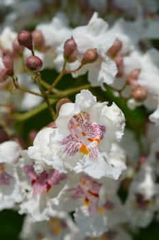 Southern catalpa flower close up - Latin name - Catalpa bignonioides