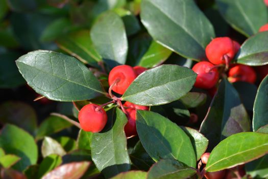 American wintergreen red berries - Latin name - Gaultheria procumbens