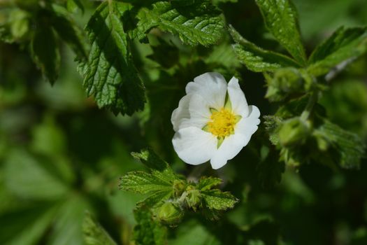 Rock cinquefoil White Beauty - Latin name - Potentilla White Beauty