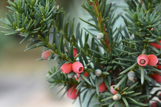 Hicks Hybrid Yew - Latin name - Taxus * media Hicksii