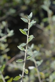 Tree germander - Latin name - Teucrium fruticans