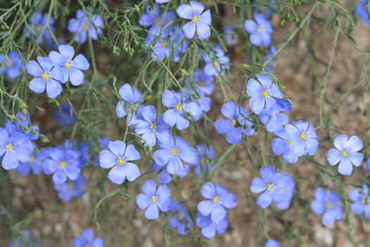 Blue alpine flax flowers - Latin name - Linum alpinum subsp. julicum