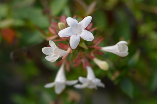 Glossy abelia - Latin name - Abelia x grandiflora