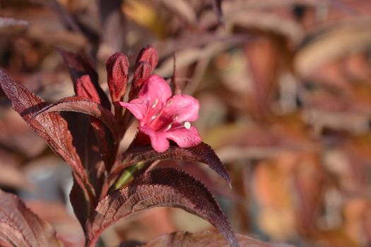 Bristol Ruby Weigela - Latin name Weigela Bristol Ruby