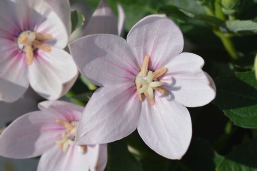 Pale pink Balloon flower - Latin name - Platycodon grandiflorus