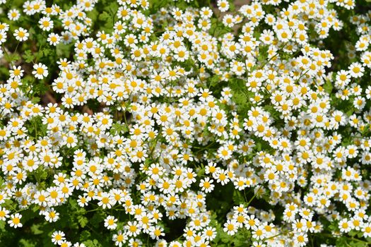 Golden Feverfew - Latin name - Tanacetum parthenium Aureum (Chrysanthemum parthenium Aureum)