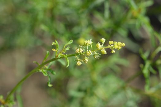 Yellow mignonette - Latin name - Reseda lutea