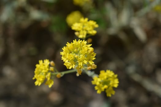 Endemic yellow flower from Italy and Croatia - Latin name - Aurinia sinuata