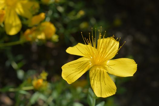 Mount Olympus St Johns-wort - Latin name - Hypericum olympicum