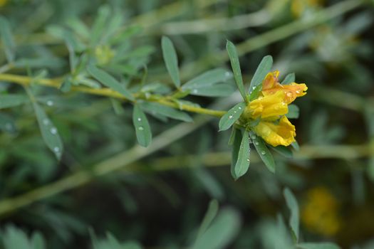 Austrian clustered broom - Latin name - Cytisus austriacus (Chamaecytisus austriacus)