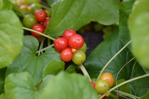 Black bryony red fruit - Latin name - Dioscorea communis (Tamus communis)