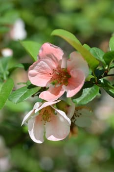 Japanese flowering quince - Latin name - Chaenomeles japonica