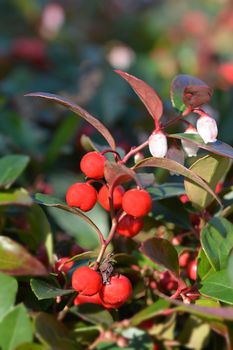 American wintergreen red berries and white flowers - Latin name - Gaultheria procumbens