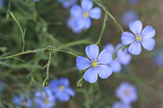 Blue alpine flax flowers - Latin name - Linum alpinum subsp. julicum