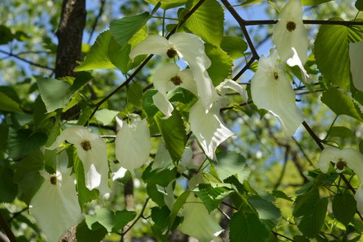 Handkerchief tree white flowers - Latin name - Davidia involucrata var. Vilmoriniana