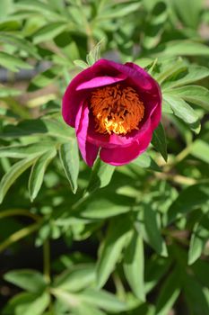 Pink low peony - Latin name - Paeonia humilis var. villosa