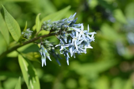 Eastern Bluestar - Latin name - Amsonia tabernaemontana