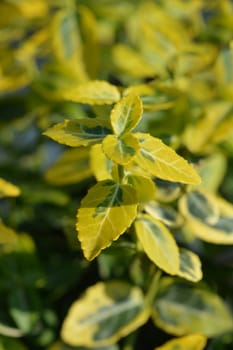 Spindle Emerald n Gold - Latin name - Euonymus fortunei Emerald n Gold