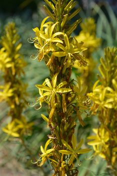 Kings spear yellow flower - Latin name - Asphodeline lutea