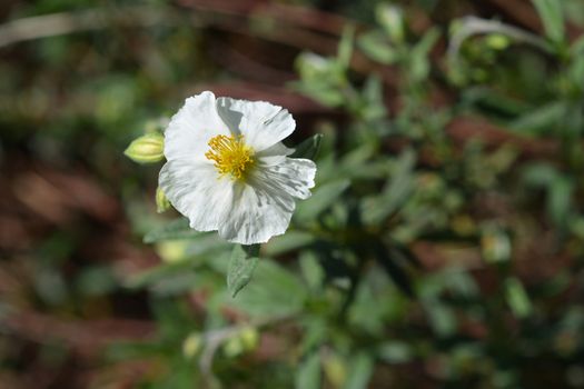 White rockrose - Latin name - Helianthemum 