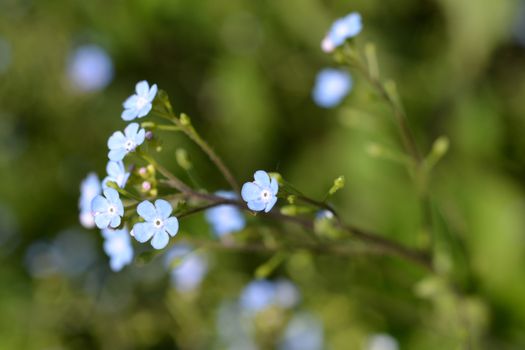 Siberian bugloss - Latin name - Brunnera macrophylla