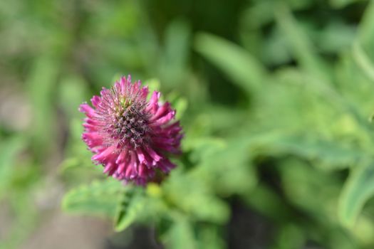 Red trefoil top view - Latin name - Trifolium rubens