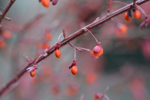 Compact Burning Bush red berries - Latin name - Euonymus alatus Compactus