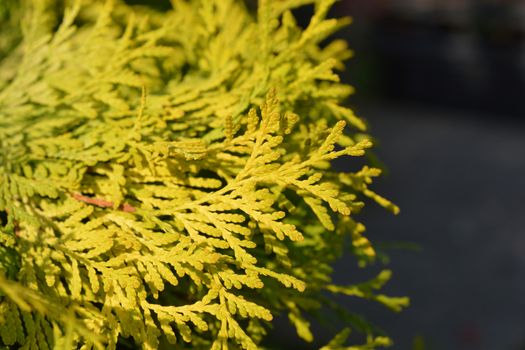 Arborvitae Golden Globe - Latin name - Thuja occidentalis Golden Globe