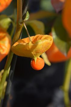 Bladder cherry - Latin name - Physalis alkekengi
