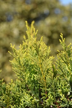 Leyland cypress Castlewellan Gold - Latin name - Cupressocyparis leylandii Castlewellan Gold